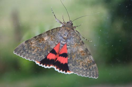 Catocala elocata